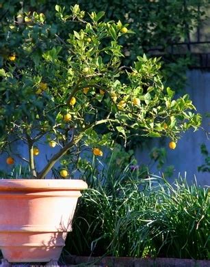 Potted lemon trees: care, pruning and re-potting