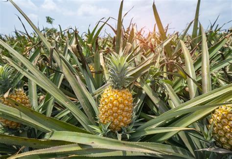 Ecuador se posiciona como el primer país exportador de piña en América