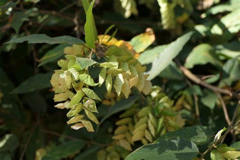 Flemingia Strobilifera L W T Aiton Dinesh Valke Flickr