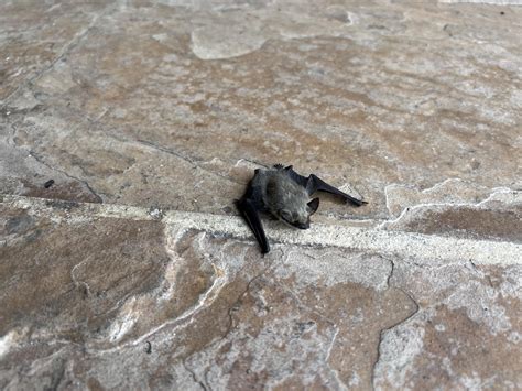 Canyon Bat (Parastrellus hesperus) : batty