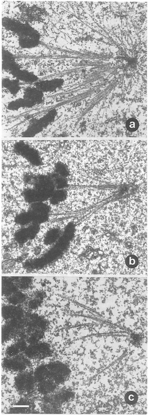 Figure 1 From Microtubules Of The Kinetochore Fiber Turn Over In