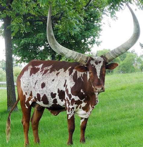 African AnKole - Watusi | Cattle, Barnyard animals, Cow