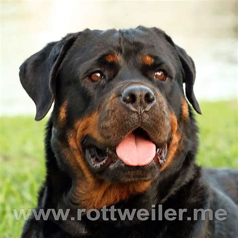 Guardian Rottweilers Sky Rottweiler Puppies Miami