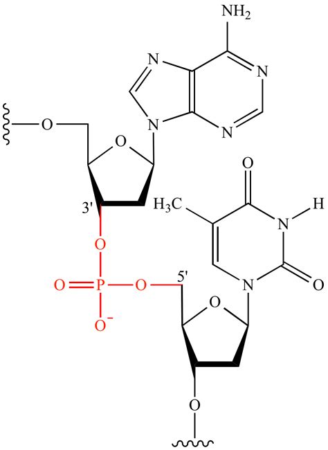 Illustrated Glossary of Organic Chemistry - Phosphodiester