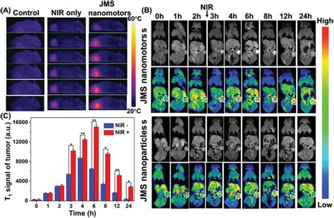 In Vivo MR Imaging Tests A Thermal Images Of The 4T1 Tumor Bearing