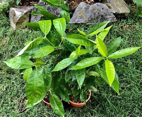 Cm Indonesian Bay Leaf Rare Hard To Find Daun Salam Salam Plant