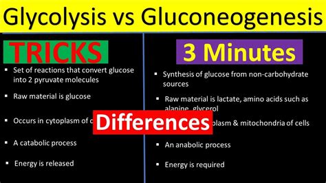 Glycolysis And Gluconeogenesis Comparison