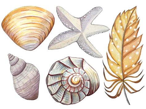 Premium Vector Watercolor Underwater Set Starfish Seashells Feather