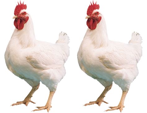 Formi Poultry Chicken Hen Png Image Free Download Graficsea