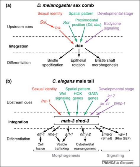 Dmrt Genes In The Development And Evolution Of Sexual Dimorphism