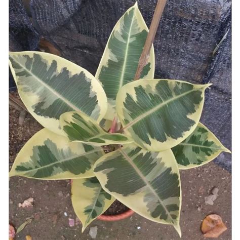 Jual Karet Kebo Variegata Ficus Elastica Variegata Shopee Indonesia