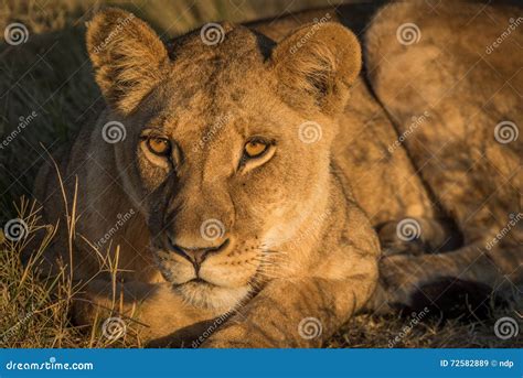 Close Up Of Lion Lying Down At Sunset Stock Image Image Of Sunshine