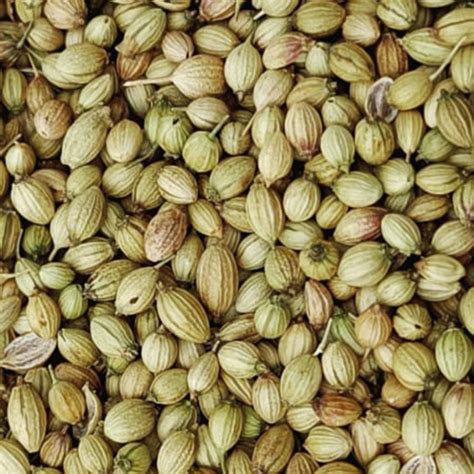 Common Coriander Seeds At Best Price In Indore Madhya Pradesh