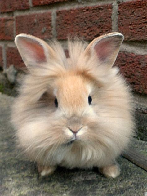 Breeds Rabbit: Lionhead Rabbit