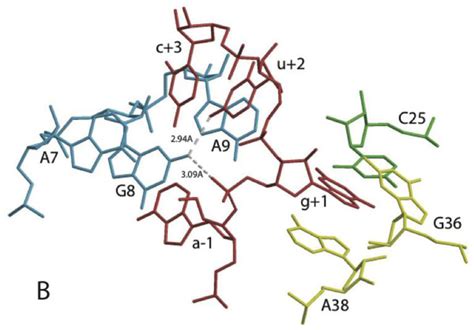 The Secondary Structure Of The Hairpin Ribozyme From The Negative