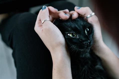 Premium Photo Midsection Of Woman Holding Black Cat