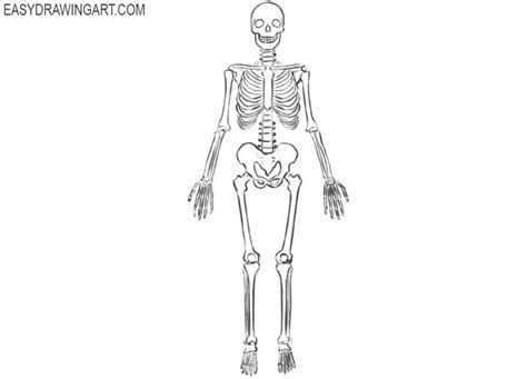 How to Draw a Skeleton | Easy Drawing Art | Skeleton drawings, Skeleton ...