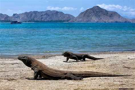 Wisata Pulau Komodo, Keindahan Dunia yang mengagumkan - Pariwisataloka ...