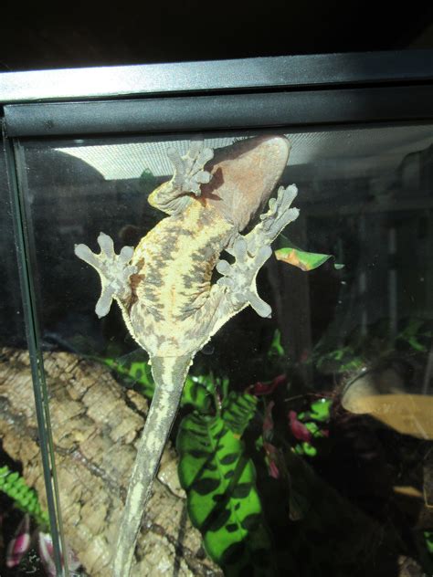 How To Tell The Sex Of A Crested Gecko Crested Geckos Morphmarket