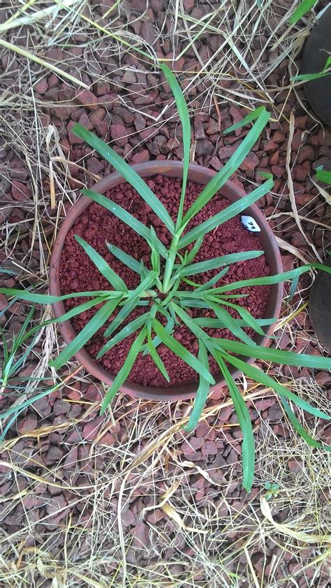 Manejo De Resist Ncia Da Daninha Capim P De Galinha Revista Cultivar