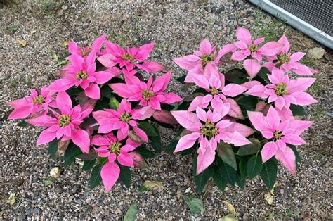 7″ Poinsettia (Pink) – Chun Hing Gardening & Landscaping Ltd.