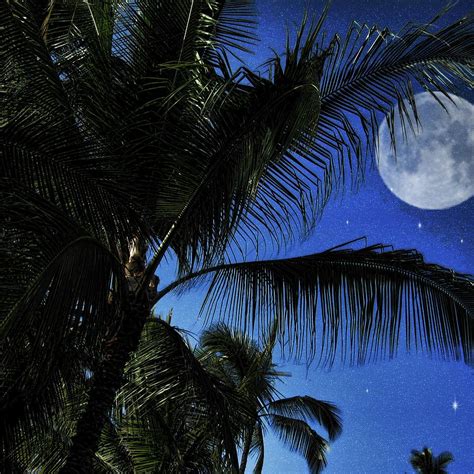 Moon Over Palm Trees Digital Art By Cindy Boyd Fine Art America