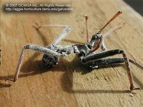 Wheel Bug Galveston County Master Gardeners
