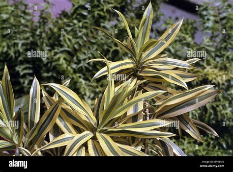 Botany Dracaena Draco Dracaena Reflexa Tropical Tree Pleomele