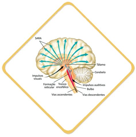Vias De Aprendizagem No C Rebro Instituto Ctm