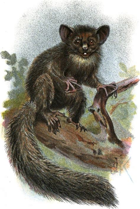 Aye-aye - Madagascar