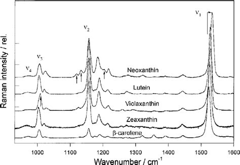 Resonance Raman Spectra Of The Principal Thylakoid Membrane Carotenoids Download Scientific