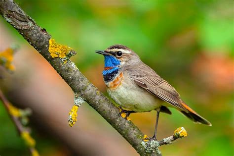 Premium Photo The Bluethroat Is A Small Passerine Bird Birds Of