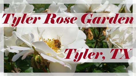 Tyler Rose Garden Tour Tyler Rose Garden Tyler Tx April Visit