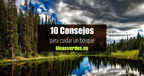 10 Medidas Para Proteger Los Bosques Recomendaciones Ideas Verdes