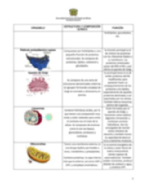 SOLUTION Estructura Y Funci N De Los Organelos Celulares Brandon Rueda