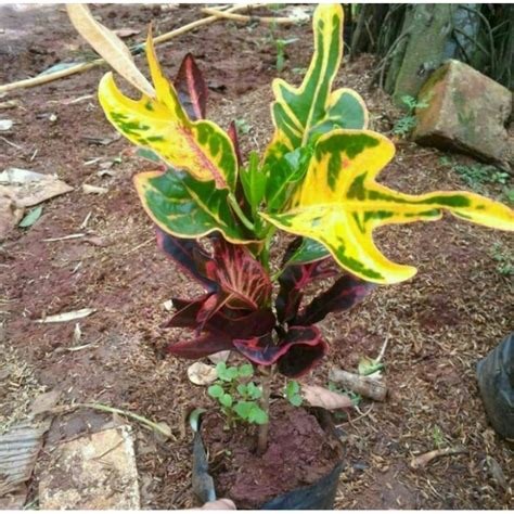 Jual Tanaman Hias Puring Z Merah Pohon Puring Z Merah Red Puring Z