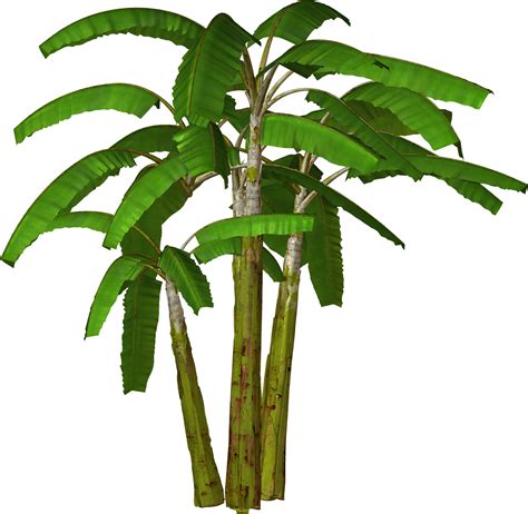 Jungle Trees Cartoon - ClipArt Best