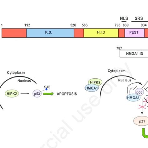 A Structural Diagram Of The Homeodomain Interacting Protein Kinase 2