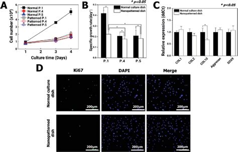 Analysis Of Chondrocyte Proliferation And Chondrogenic Marker Download Scientific Diagram