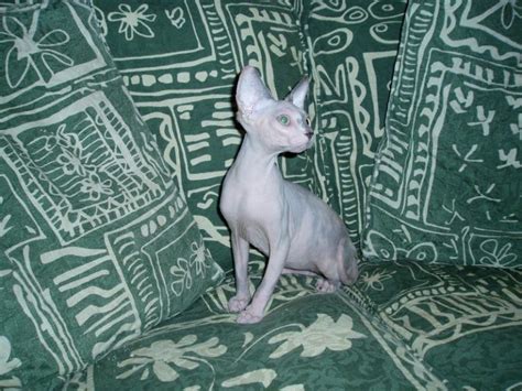 Sphynx Lilac Tortie And White 6