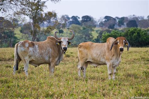 Brazil Cattle Photos Pictures Images