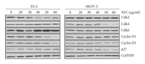 Xfc Extract Inhibits Cdk4 And Cyclin D3 In Skov 3 Ovarian Cancer Cells