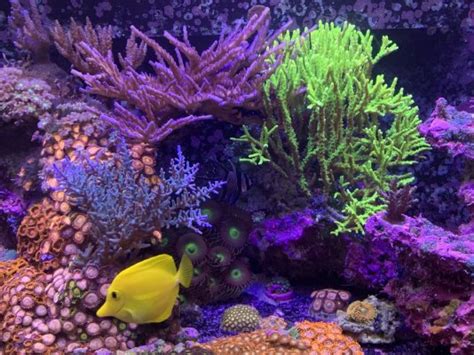 How A Two Part Alkalinity And Calcium System Works And Why It Matters Reef2reef