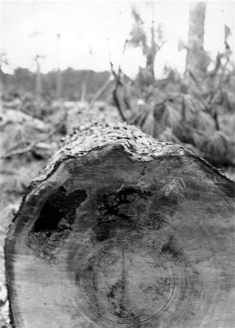 Florida Memory • Red Heart Of Pine Tree