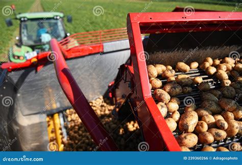 Harvesting Potatoes From The Field And Sorting Them On A Potato Crop