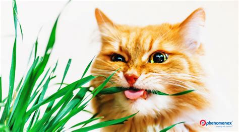 What Catnip is Made of and Why it Can Make Your Cat Seem "High"