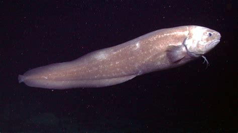 Novas espécies marinhas bizarras são encontradas no fundo do mar na