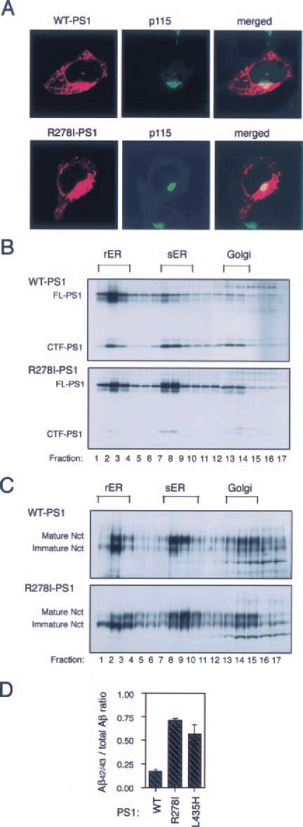 Subcellular Localization Of Ps1 And Cleavage Specificity Of Secretase