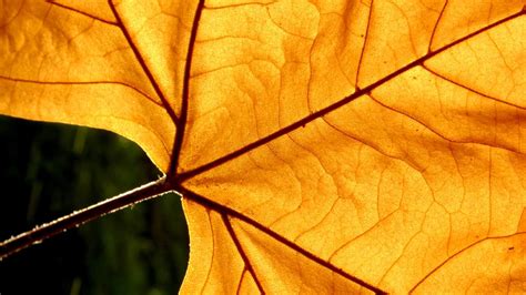 Por Qu Se Ponen Amarillas Las Hojas De Las Plantas