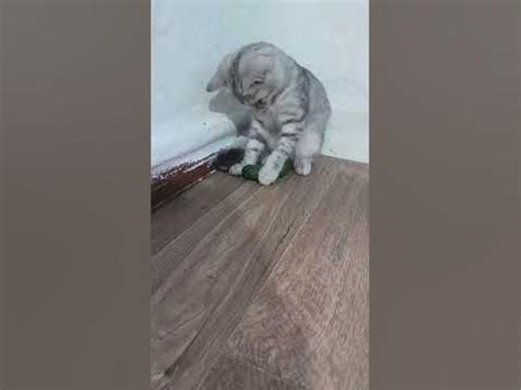 Кузя и огурец🤣 - YouTube